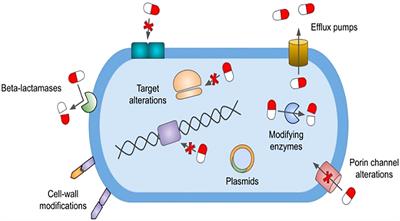 Drug-resistant bacteria in the critically ill: patterns and mechanisms of resistance and potential remedies